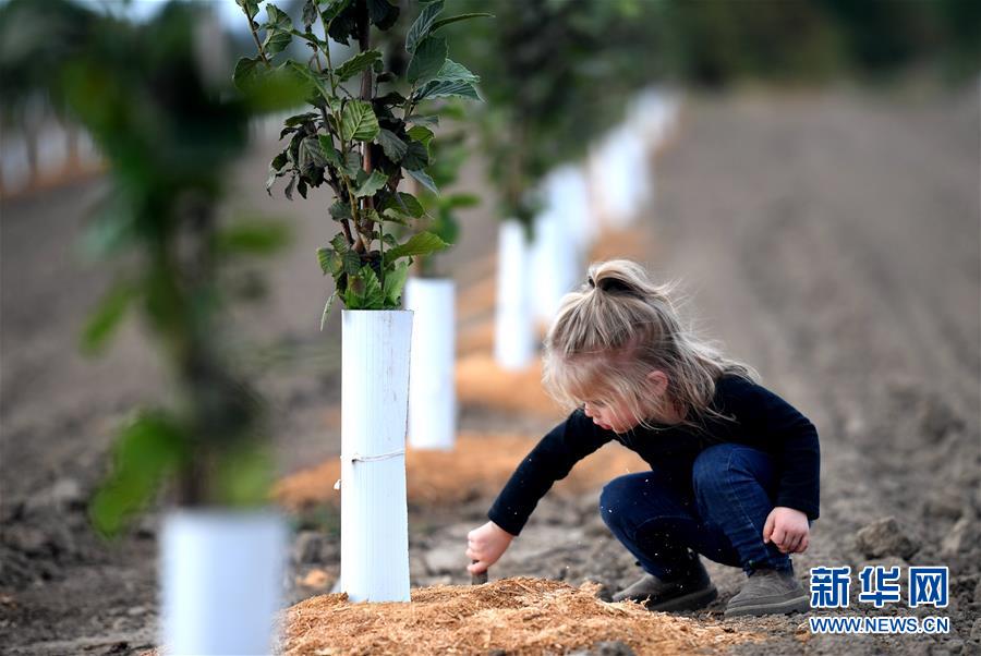 (國(guó)際·圖文互動(dòng))(10)“這些樹(shù)寄托著我們對(duì)中國(guó)市場(chǎng)的信心”——探訪美俄勒岡州榛子果農(nóng)