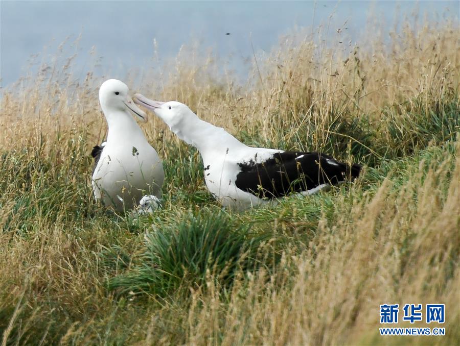 （國(guó)際&middot;圖文互動(dòng)）（1）通訊：探訪新西蘭泰厄羅阿角信天翁之家