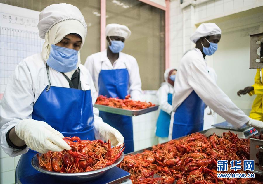 (國際·圖文互動)(7)從尼羅河畔到中國餐桌——一只“洋”小龍蝦的36小時旅程