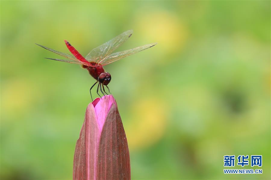 （國(guó)際&middot;年終報(bào)道）（7）2019，精&ldquo;彩&rdquo;紛呈