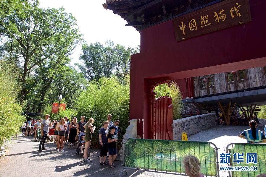 (國際·圖文互動)(2)旅荷大熊貓寶寶取名“梵星”