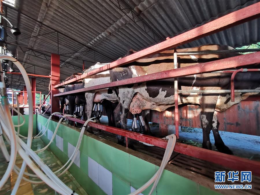 (國(guó)際·圖文互動(dòng))(3)通訊:“有機(jī)”已成古巴農(nóng)民生活方式