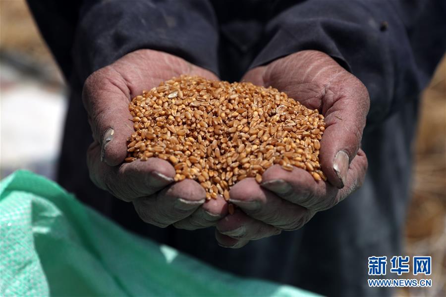(國際)(1)世界糧食日:維護(hù)全球糧食安全 世界各國休戚與共