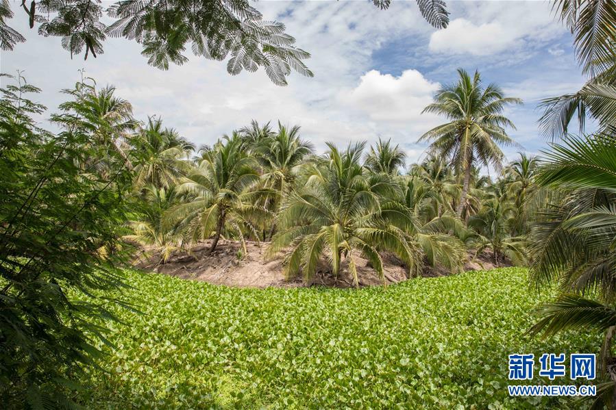 （第三屆進(jìn)博會&middot;圖文互動）（9）通訊：椰香飄進(jìn)進(jìn)博會 市場開放共繁榮&mdash;&mdash;一名泰國椰商的心聲