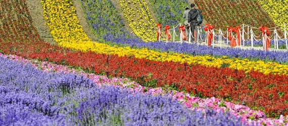 中國&ldquo;普羅旺斯&rdquo;：在新絲綢之路上散發(fā)芳香