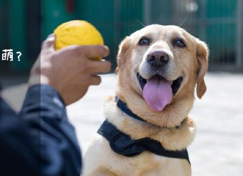 為了&ldquo;破冰&rdquo;，它們英勇無畏！