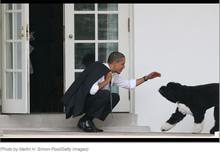 奧巴馬競(jìng)選打?qū)櫸锱?&ldquo;第一狗&rdquo;成旗手