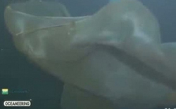 深海攝像機(jī)拍到不明物體 或?yàn)槲粗Ｑ笊?圖)