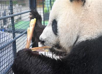 &ldquo;闖關(guān)東&rdquo;大熊貓返鄉(xiāng)并計(jì)劃&ldquo;生娃&rdquo;